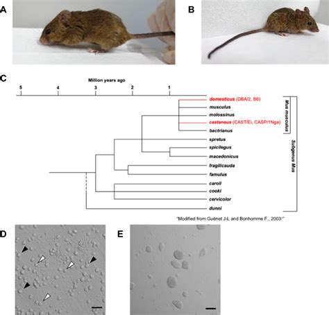 blood analyzer laboratory mouse|leukocytes in wild mouse.